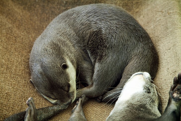 Otters at Marine World Uminonakamichi