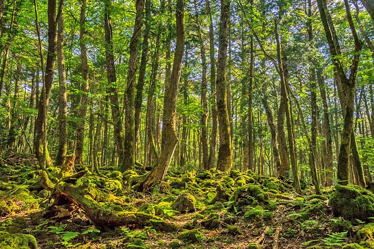 Aokigahara Forest