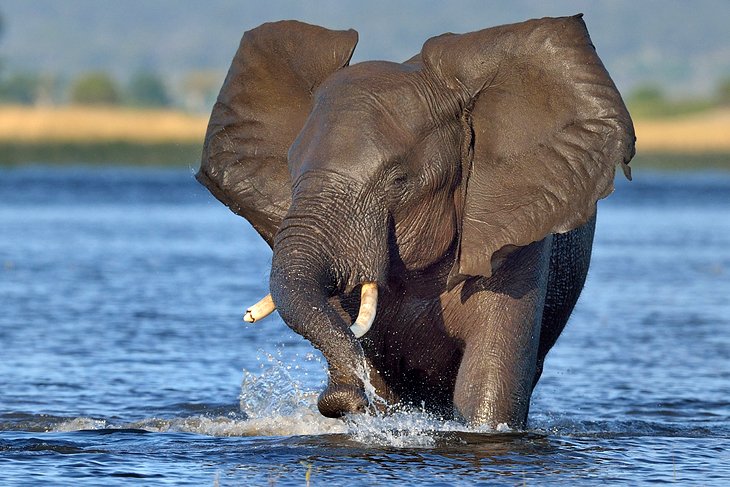 Chobe National Park, Botswana