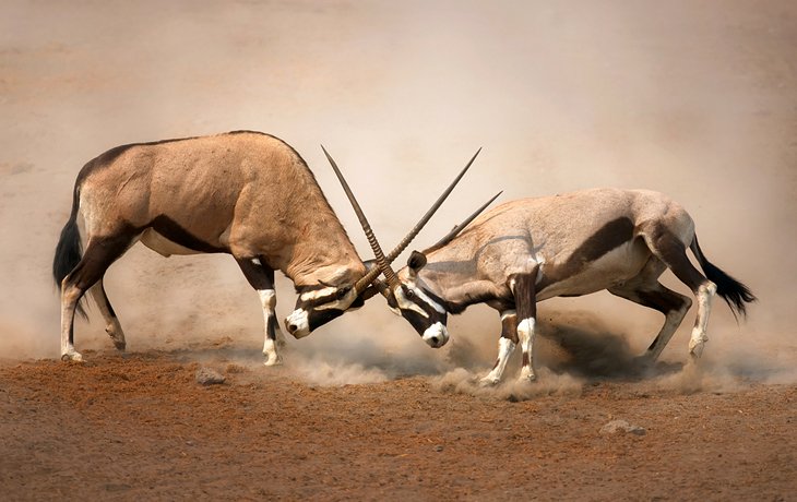 Sparring oryx
