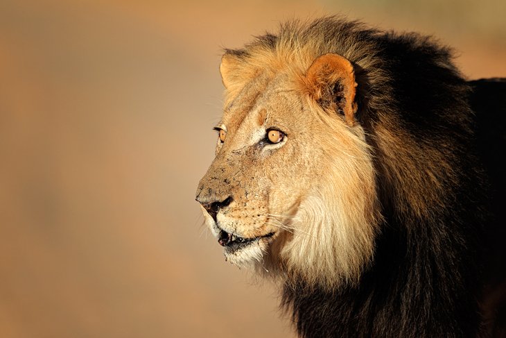 Kgalagadi (Kalahari) Transfrontier Park, South Africa