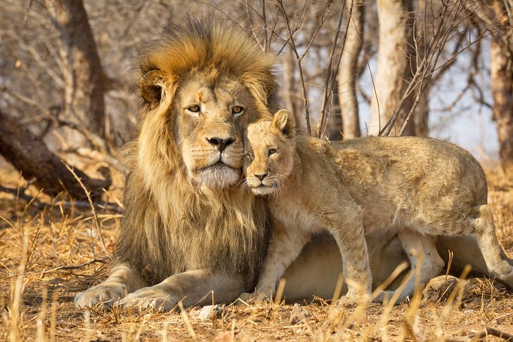 Kruger National Park, South Africa