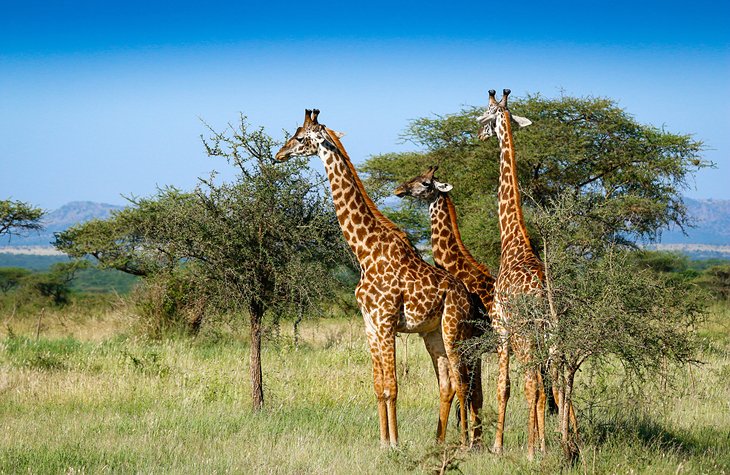 Girafes dans le parc national du Serengeti, Tanzanie