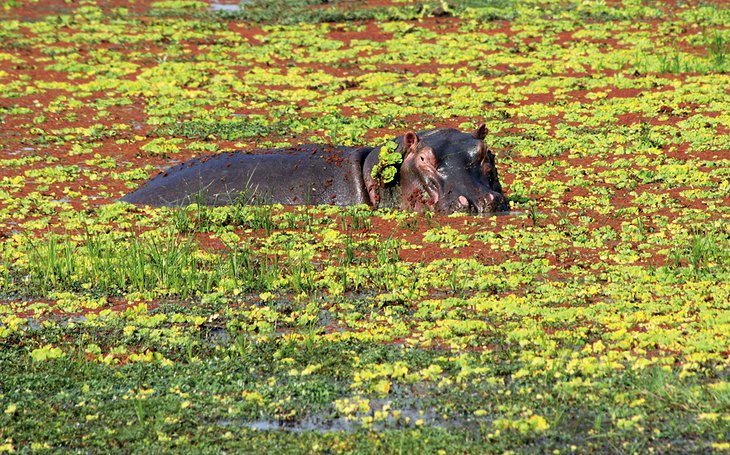 13 mejores reservas de caza en África