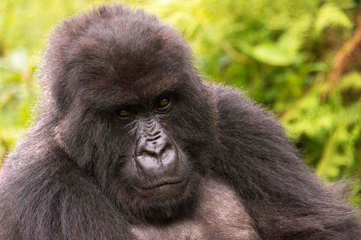 Volcanoes National Park, Rwanda