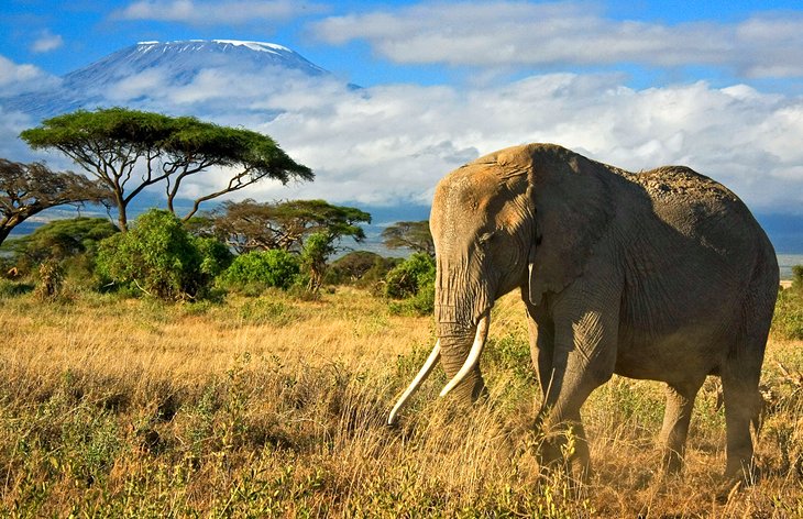 Amboseli National Reserve