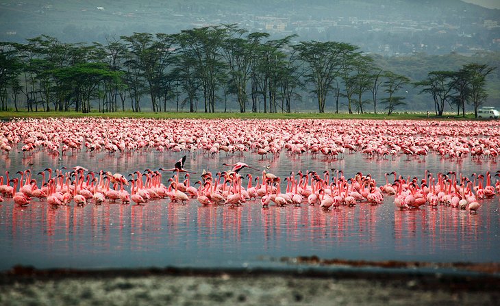Parc national du lac Nakuru