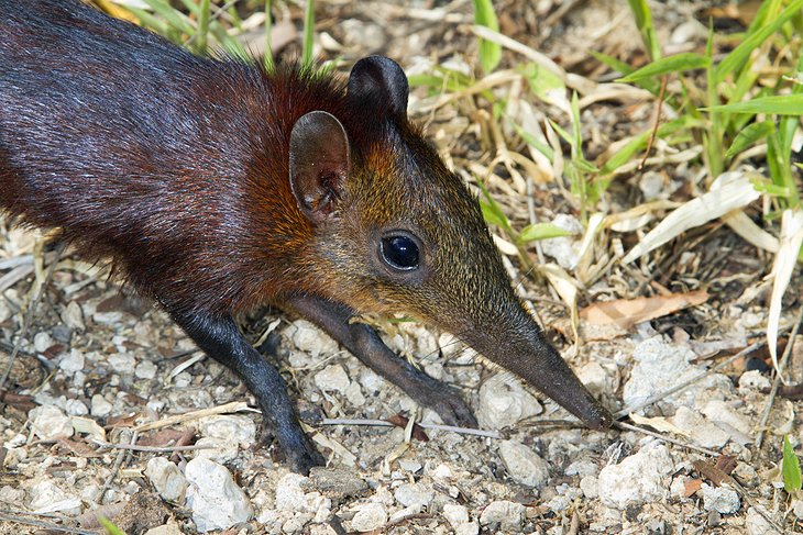 Golden-rumped elephant shrew