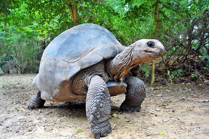 Tortoise at Haller Park