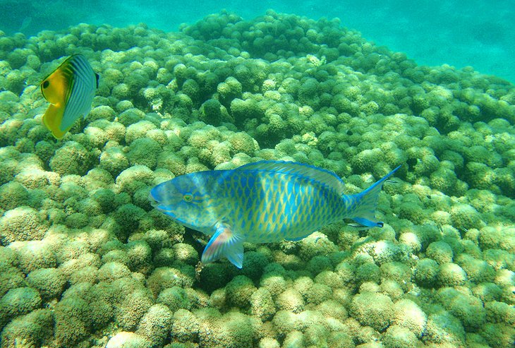 Kisite-Mpunguti Marine National Park