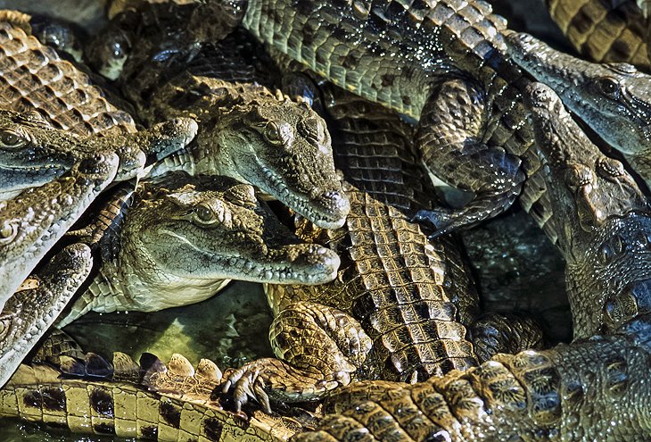 Crocodiles at Mamba Village