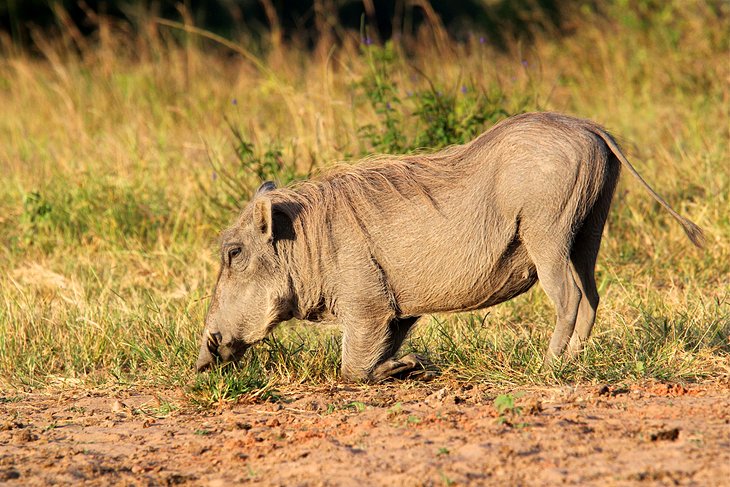 Shimba Hills National Reserve