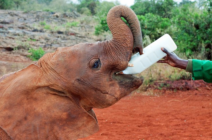 David Sheldrick Wildlife Trust