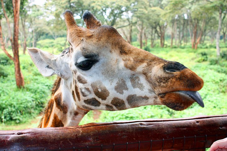 12 atracciones turísticas mejor valoradas en Nairobi