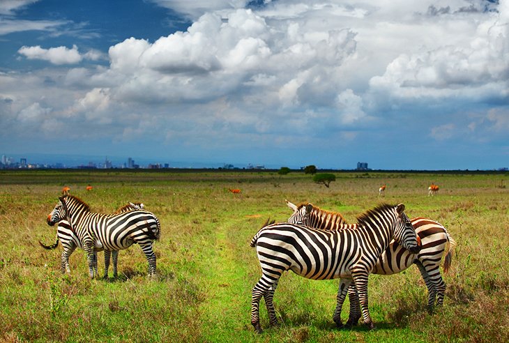 Nairobi National Park