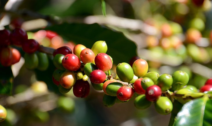 Sinouk Coffee Tour