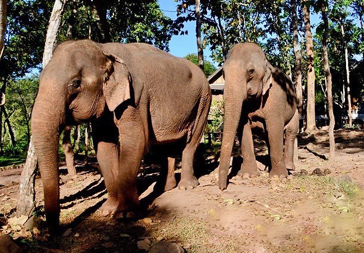 Elephant Village Sanctuary