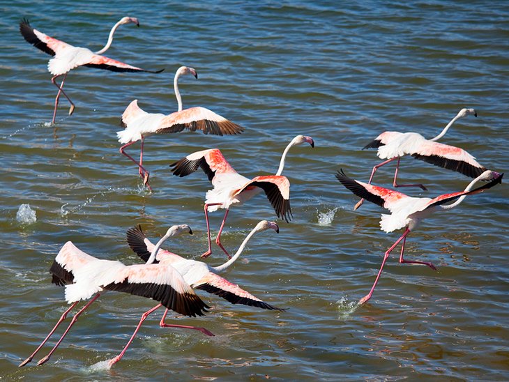 Pink flamingos in Souss-Massa National Park