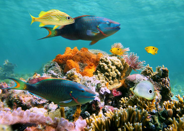 A Diver's Delight: Palancar Reef