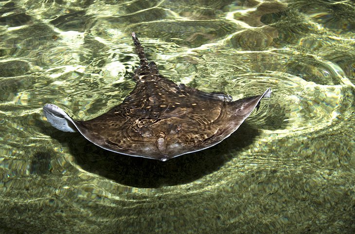 Stingray Beach