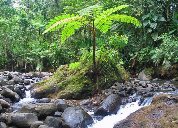 Route de la Trace to Morne Rouge