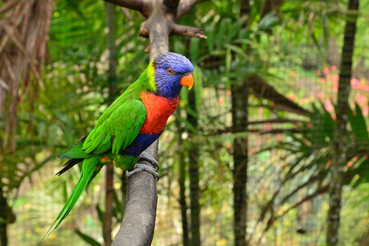 15 atracciones turísticas mejor valoradas en Martinica