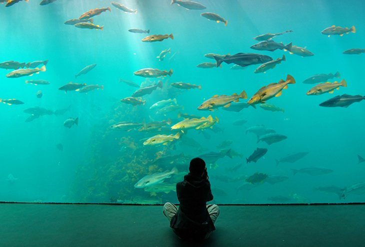 9 atracciones y cosas para hacer mejor valoradas en Alesund