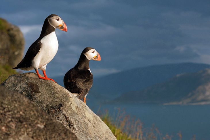 Puffins on Runde Island