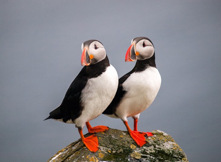 Puffins on Røst Island