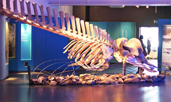 Northern bottlenose whale, Tromsø Museum