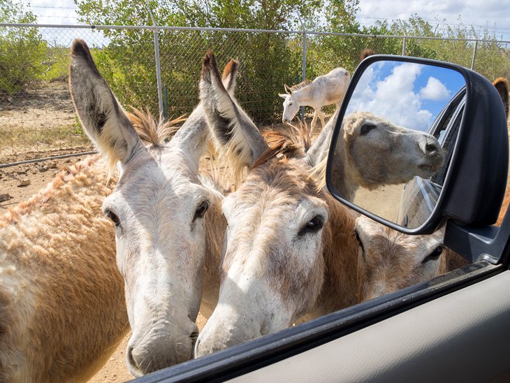 Donkey Sanctuary Bonaire