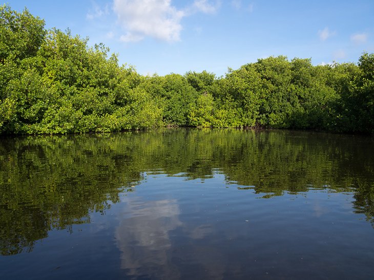 Les mangroves de Lac Bay