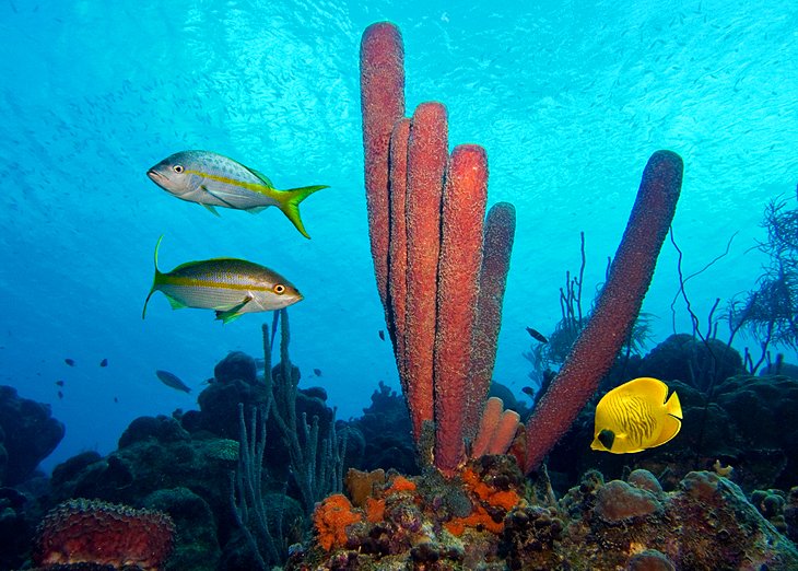 Bonaire National Marine Park, Bonaire