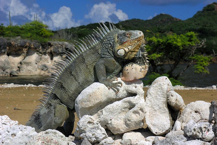 Las 12 atracciones turísticas mejor calificadas en Bonaire, Saba y St. Eustatius Las 12 atracciones turísticas mejor calificadas en Bonaire, Saba y St. Eustatius