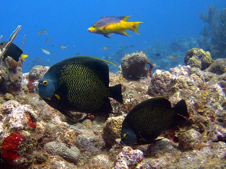 Saba National Marine Park, Saba