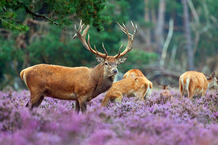 Hoge Veluwe National Park