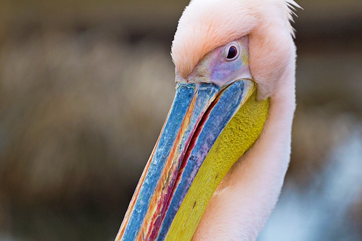 Dierenrijk Zoo