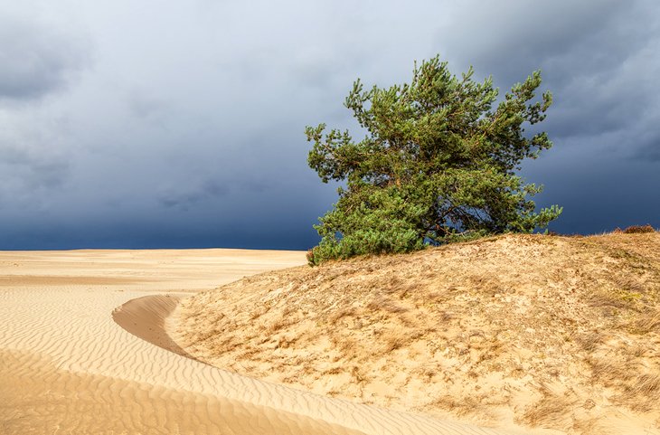 Hoge Veluwe sand dunes