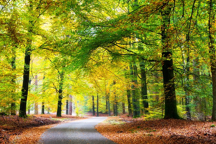 Hiking trail through the forest