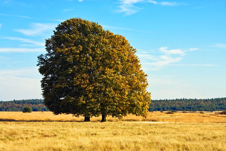 Hoge Veluwe National Park