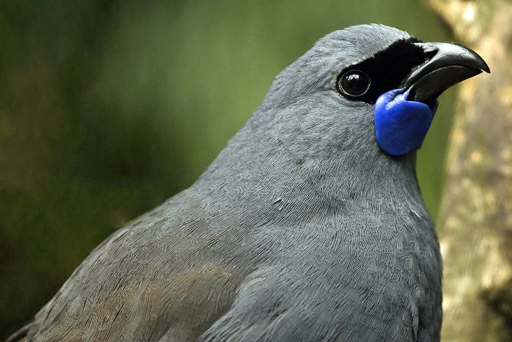 Kokako Bird