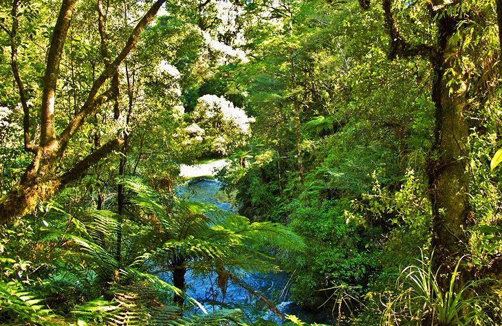 Whirinaki Forest Park