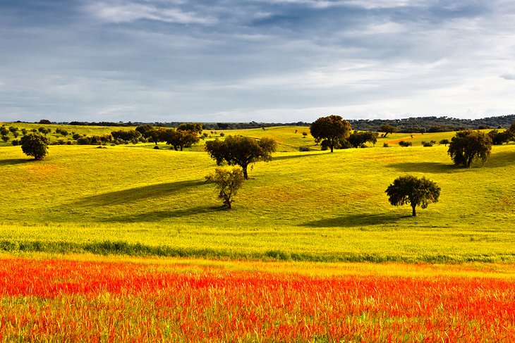 Typical Alentejo landscape in spring