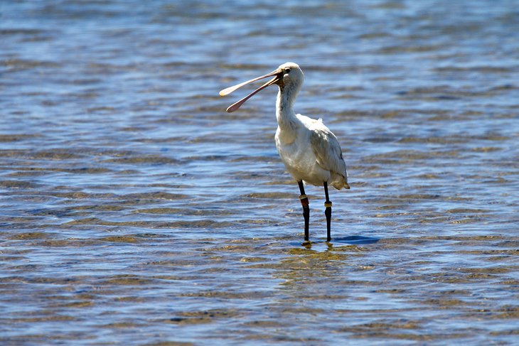 Parque Natural da Ria Formosa