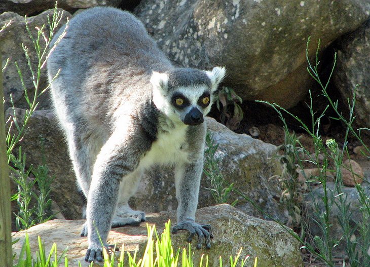 Lemur at Lagos Zoo