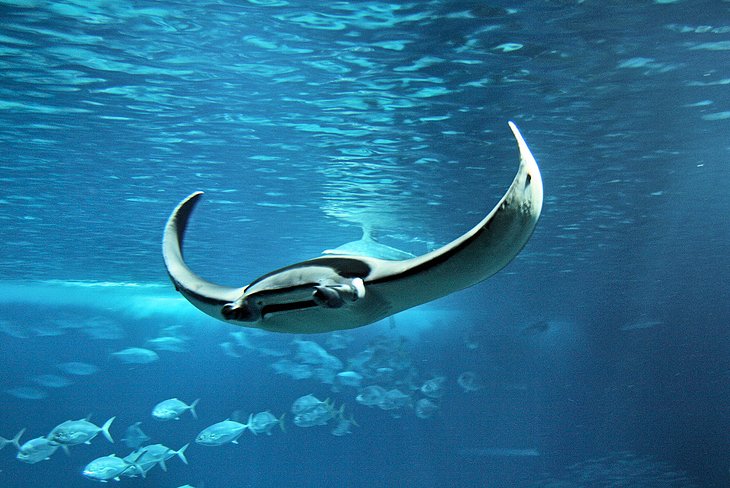 Oceanário de Lisboa, Lisbon