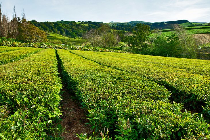 Plantações de Chá Gorreana