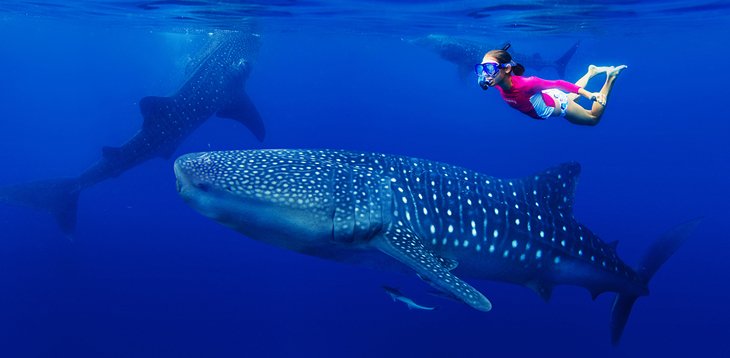 Snorkeling with a whale shark