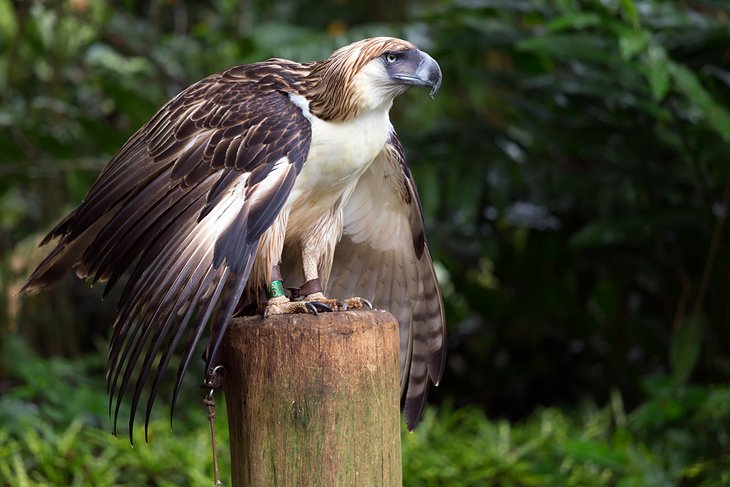 Philippine eagle