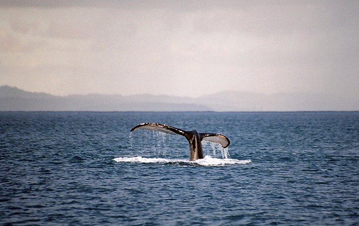 Surfing and Whale Watching at Rincon